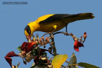 Black-naped Oriole 

Scientific name - Oriolus chinensis 

Habitat - Early second growth, open scrub and gardens. 

[400 5.6L + Tamron 1.4x TC, 560 mm, on tripod]
