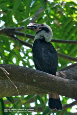 Luzon Hornbill 
(a Philippine endemic, Male) 

Scientific name - Penelopides manillae 

Habitat - Forest and edge up to 1500 m. 

[400 5.6L + Tamron 1.4x TC, 560 mm, on tripod]
