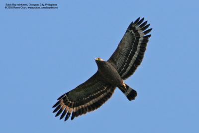 Philippine Serpent-Eagle 
(a Philippine endemic) 

Scientific name - Spilornis holospilus 

Habitat - Forest from lowlands to over 2000 m. 

[400 5.6L + Tamron 1.4x TC, 560 mm, hand held]
