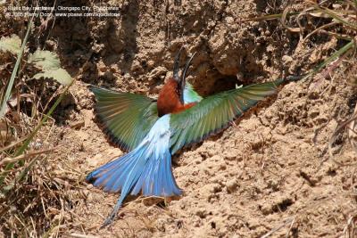 Blue-throated Bee-eater 

Scientific name - Merops viridis 

Habitat - Cleared fields adjacent to forest, open country and grasslands. 

[400 5.6L, hand held]
