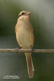 Brown Shrike 

Scientific name - Lanius cristatus 

Habitat - Common in all habitats at all elevations.
