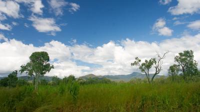Rainforest northwest of Cairns