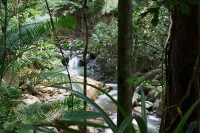 Crystal Cascades, near Cairns