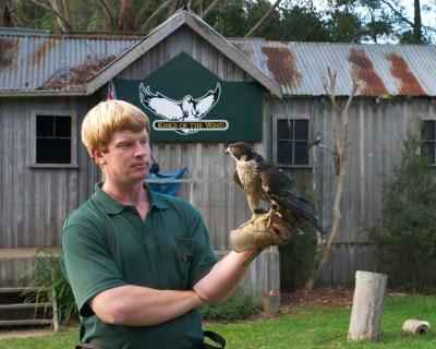 Garry Epps training a peregrine falcon