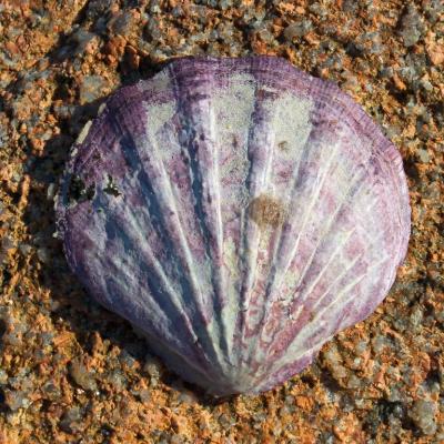 Shell on Hazards Beach, Freycinet National Park