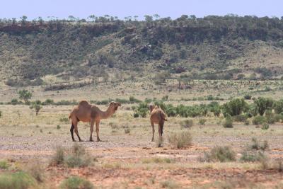 Camels in the desert (where else?)