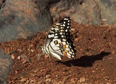 Butterfly at The Olgas
