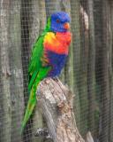 Rainbow Lorikeet