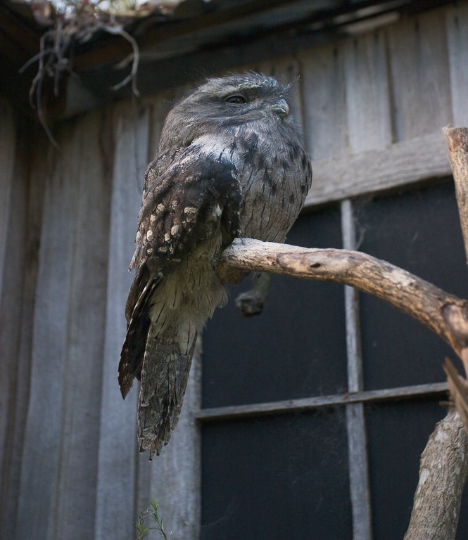 A tawny frogmouth