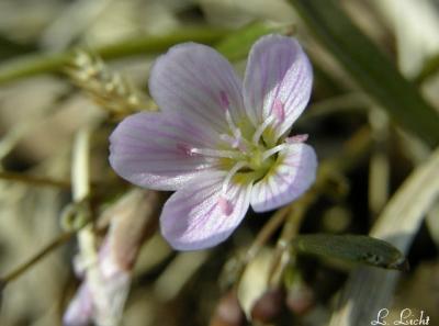 Spring Beauty 018.jpg