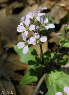 flowers_of_the_forest_wi