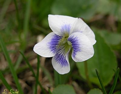 Blue Violet 277.jpg