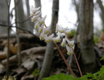 Dutchmans Breeches 240.jpg