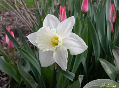 flowers_