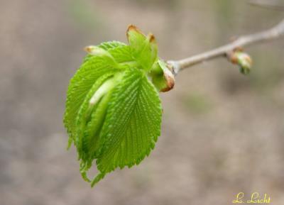 Funky bud 097.jpg