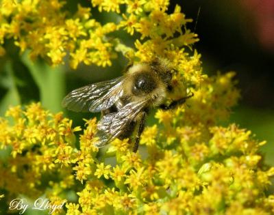 Bzzzzzz 025.jpg