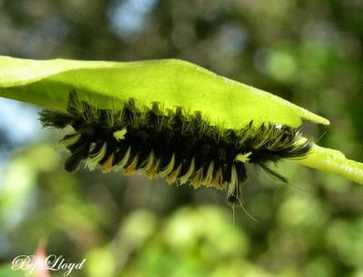 Fuzzy Caterpillar 0049.jpg