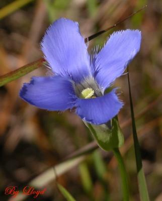 u43/lloydl/medium/33560020.FringedGentian0017.jpg