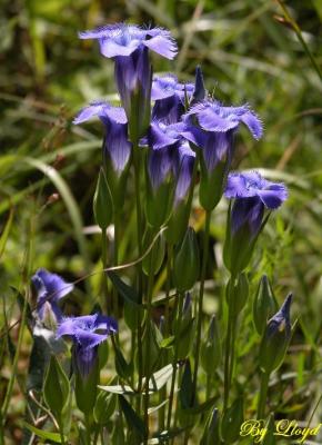 Bouquet in Blue 0068.jpg