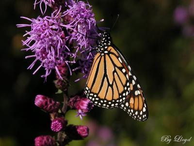 Monarch 041.jpg