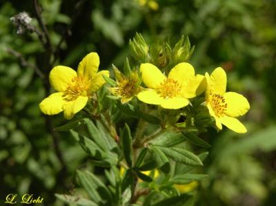 Shrubby Cinquefoil 0203.jpg