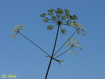 Cowbane 0237.jpg