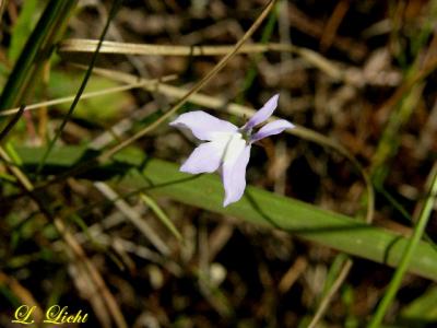 Lonely Little Lobelia 0297.jpg