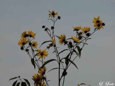 Compass Plant 12 ft. 0057.jpg