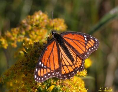 Viceroy 0042.jpg