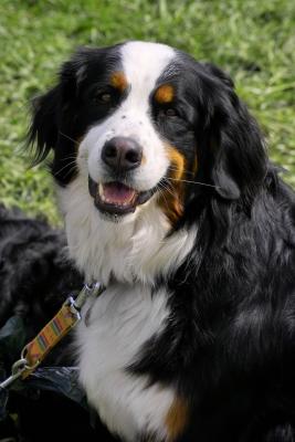 Bernese Mountain Dog