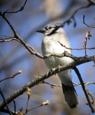 blue-jay-N1688.jpg