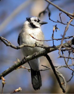 jays