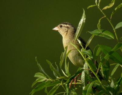 bobolink-n1998.jpg