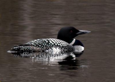 common-loon-n1392.jpg