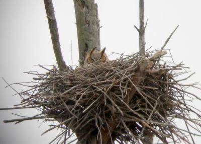 great-horned-owl-n1249.jpg