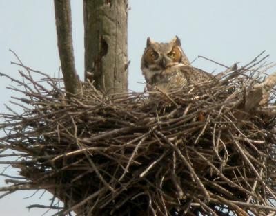 great-horned-owl-n1273.jpg