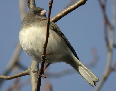 junco-d1446.jpg