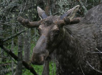 moose-d5137.jpg