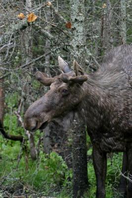 deer__moose