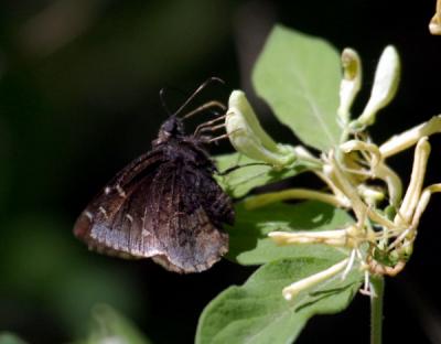 northern-cloudywing-d5715.jpg