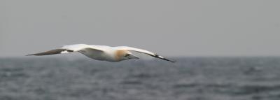 northern-gannet-d4038.jpg