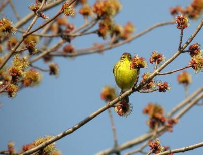 palm-warbler-d1450.jpg