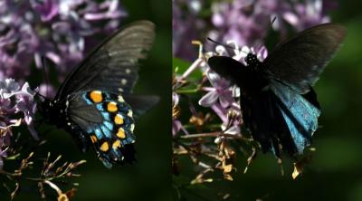 pipevine-swallowtail-duo.jpg