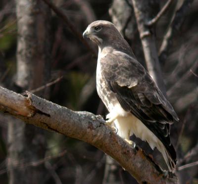 red-tailed-hawk-d1291.jpg