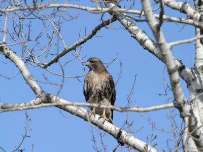 red-tailed-hawk-d3801.jpg