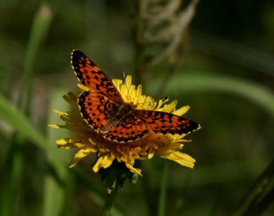 silver-border-frit-5680.jpg