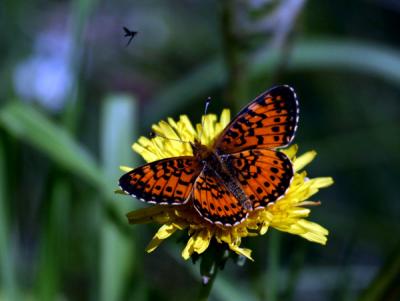 silver-border-frit-5683.jpg