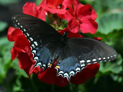 spicebush-swallowtail-d5388.jpg