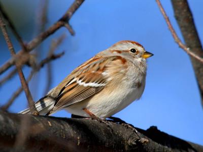tree-sparrow-d2687.jpg