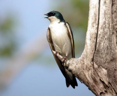 tree-swallow-1778.jpg